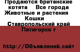 Продаются британские котята  - Все города Животные и растения » Кошки   . Ставропольский край,Пятигорск г.